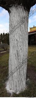tree bark 0006